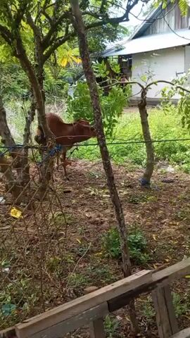 A cow is visible in the foreground. Behind the cow, a white house with a corrugated metal roof is seen. A person is sitting on a blue chair, partially obscured by a tree. The environment appears to be outdoors with vegetation and dirt on the ground. The video is shaky and the footage is somewhat blurred.