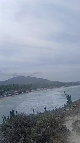 Here is a detailed description of the video:

The video shows a wide, sandy beach with a long line of beach umbrellas and people enjoying the water. The waves are visible, breaking onto the shore. In the background, there is a mountain range partially obscured by clouds. The sky is overcast and gray. In the foreground, there are cactus plants and other vegetation on a hillside overlooking the beach. Several birds are flying overhead.