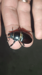 Stag beetles and garden insects up close in rural Ukraine