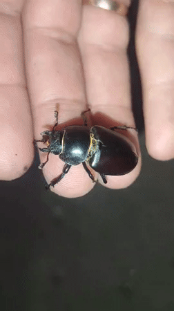 Stag beetles and garden insects up close in rural Ukraine