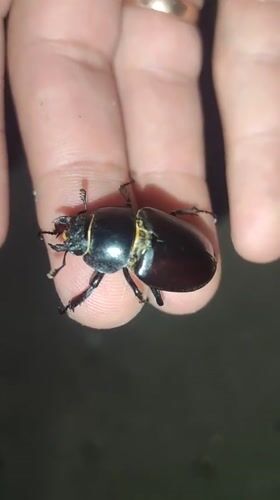 Stag beetles and garden insects up close in rural Ukraine