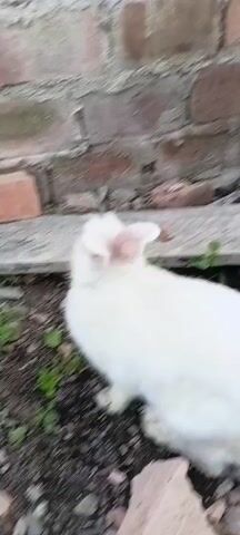 A white rabbit with pink ears is seen foraging in the dirt and grass next to a brick wall. The rabbit moves from left to right as it searches for food.