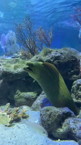 The video shows an underwater scene in an aquarium. A large, green moray eel is partially visible, with its head emerging from a rocky crevice. The eel's mouth is open, and it appears to be breathing. In the foreground, a small fish with yellow and white stripes swims towards the camera. The background is filled with blue water, rocks, and various types of coral and seaweed. Several other fish can be seen swimming in the distance. The lighting is dim, typical of an aquarium environment.