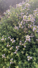 Garden blooms attract bees, cat enjoys afternoon petting session