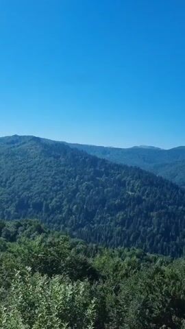 A vertical video shows a view of forested mountains under a clear blue sky. The camera pans from left to right, revealing layers of green trees that cover the rolling hills and mountains. The foreground features closer trees with a mix of light and dark green leaves, while the background displays denser, darker green forests extending into the distance. The sky is a vibrant, cloudless blue, indicating fair weather. The movement is smooth, suggesting a gentle pan or a slow-moving vehicle. No people or specific objects are visible, emphasizing the natural landscape.