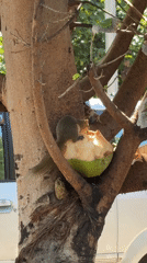 Squirrel feeds on coconut in Kuta tree