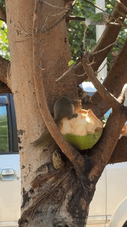 Squirrel feeds on coconut in Kuta tree