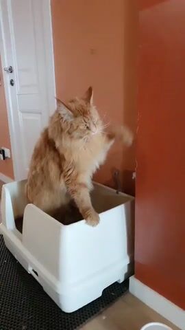 A long-haired orange cat is positioned inside a white litter box. The cat is actively scratching at an orange wall to its right. The litter box appears to contain litter. The environment includes a white door in the background, a dark mat underneath the litter box, and a wooden floor.