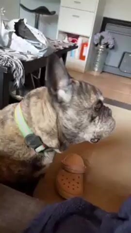 The video shows a brindle French bulldog sitting indoors. The dog is wearing a neon green collar with a black tag. Beside the dog on the floor is a small, tan-colored Croc shoe. The dog looks to the right, blinking. The room has a wooden floor, a white cabinet in the background, a dark-colored table, and a partially-visible person sitting on a couch.