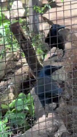 Two black birds are seen behind a wire cage. They are perched on a log inside the enclosure. The background shows green foliage and what appears to be a natural outdoor setting.