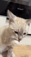 Witness documents kitten, tractor tire, rainy drive, decorative stairwell