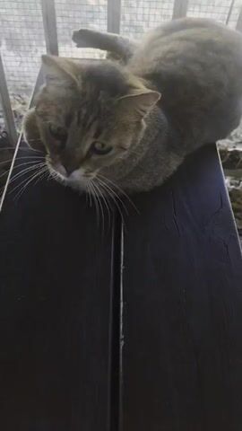 A close-up shot of a gray tabby cat with green eyes and white whiskers eating a piece of pink meat from a dark brown wooden table with two planks. The cat repeatedly licks and bites the meat, occasionally looking up. The cat's claws are visible, and its tail is out of frame. The background is blurry, with light shining on the table.