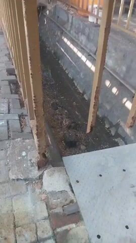 The video shows a long, narrow, and dirty channel of water. The channel is made of concrete and appears to be an outdoor drainage ditch. There is debris and vegetation in the water, and the sides of the ditch are lined with brick and concrete. A rusty metal railing runs along the left side of the ditch, and a metal platform is visible at the bottom right of the frame. In the background, there are trees and what appears to be a wooden structure. The lighting suggests it is daytime, possibly with sunlight filtering through trees.