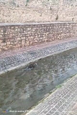 The video shows a small, dark-colored animal swimming in a narrow, shallow canal. The canal is lined with stone on both sides, and the water appears to be moving. The animal is partially submerged and is propelling itself through the water with its legs. The surrounding environment is an outdoor area with a stone wall in the background. The date stamp indicates the video was recorded on July 28, 2023.
