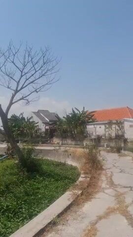 A vertical video captures a bright, sunny day with a clear blue sky. In the foreground, a bare, spiky tree branches reach upwards on the left side of the frame. Lush green vegetation grows on the left, bordering a concrete embankment. To the right of the tree, a paved path, cracked and weathered, leads into the distance. In the middle ground, several buildings are visible. One building has a dark, angled roof, and another has a bright orange tiled roof. Trees and other foliage surround the structures. The overall scene suggests a rural or semi-rural environment under a bright sun.