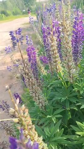 This is a close-up, slightly shaky, handheld video of a field of lupine flowers in bloom. The flowers are primarily purple and pink with some seed pods showing green and tan. The video pans across the flowers, offering a variety of angles and depths of field, with some flowers in sharp focus and others blurred in the foreground or background. The environment appears to be outdoors with a dirt path and greenery visible in the background, suggesting a natural or garden setting. The lighting suggests it is daytime, likely a sunny day due to the brightness and shadows. There are no people or animals visible in the video.