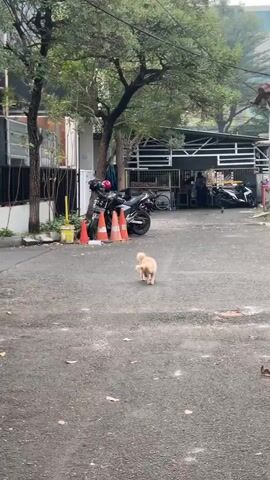 A small, light-colored dog walks on an asphalt surface. The dog is facing away from the camera and then turns to face it. In the background, there are several orange traffic cones and a motorcycle. Further in the background, there is a building with a white facade and some outdoor seating. There appear to be a few people in the distance.