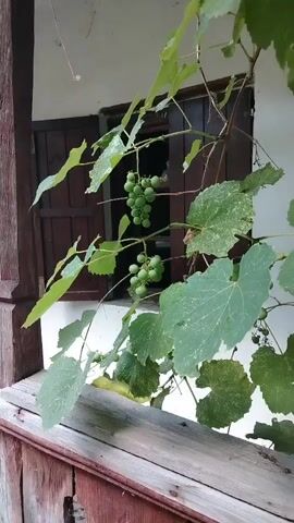 In this short, close-up video, a vine with clusters of unripe green grapes hangs in front of an open window with dark wooden shutters. The grapes are small and round, still developing on the vine. Large, green grape leaves, some with lighter mottling, surround the fruit. The scene is framed by weathered wooden elements, suggesting an outdoor setting, possibly a porch or balcony. The wooden railing in the foreground is rough and aged, with visible grain and some splintering. Behind the vine and window, the wall is painted a light color, and the shutters are closed, revealing a dark interior. The overall impression is one of natural growth against a rustic, possibly old, architectural backdrop. The lighting suggests it is daytime, and the weather appears overcast or shaded, as there are no harsh shadows. The focus is on the detail of the grape clusters and leaves, creating a still-life quality with a sense of natural abundance. There is no visible text in the media.