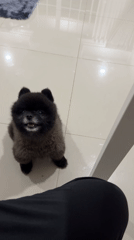 Pet dogs documented during routine home activities in Thailand