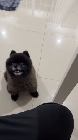 Pet dogs documented during routine home activities in Thailand