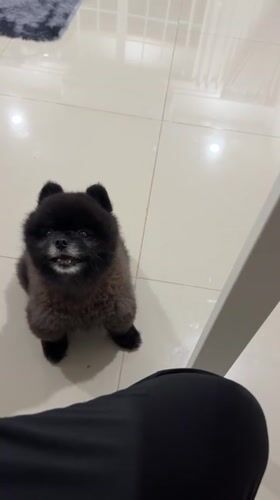 Pet dogs documented during routine home activities in Thailand