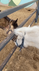 Two ponies interact at fence in Perm enclosure