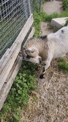 Goats observed in enclosure in Altdorf, Switzerland