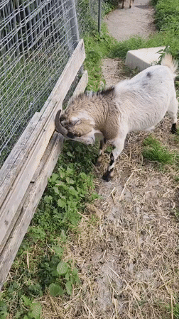 Goats observed in enclosure in Altdorf, Switzerland