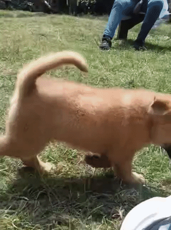 Nairobi morning: puppy play, street activity, and animal care