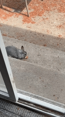 Backyard rabbit snacking and exploring in Graham, Washington