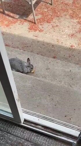 Backyard rabbit snacking and exploring in Graham, Washington