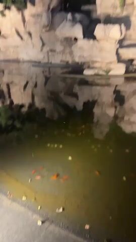 The video shows a pond at night. There are several orange fish swimming in the murky green water. The pond is bordered by rocks and some greenery. The reflection of the rocks and trees can be seen in the water.