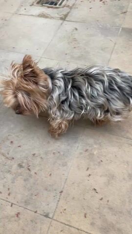 A tan and gray Yorkshire Terrier dog is standing on a tiled patio or porch. The dog is looking towards the camera, and it barks a couple of times and then runs around. The tiles are light gray and there is some dirt or other debris on them.