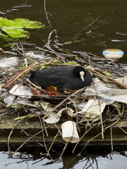 Amsterdam morning snapshots show urban wildlife, transit, canal boats