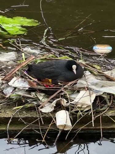 Amsterdam morning snapshots show urban wildlife, transit, canal boats