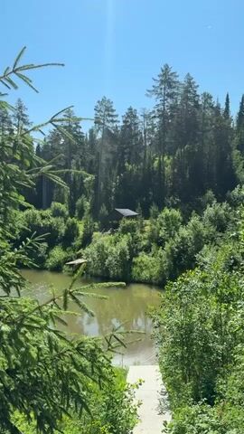 The video shows a natural outdoor scene on a sunny day. In the foreground, lush green pine branches frame the view. A body of calm, murky water, possibly a lake or river, is visible in the middle ground. On the opposite bank of the water, a dense forest with tall pine trees and various green foliage covers the landscape. A small, dark-roofed structure is nestled amongst the trees. In the foreground, a light-colored, paved pathway or ramp leads down towards the water. The sky is clear and blue with some sun glare. There are no people or animals visible in the frame, and no actions are taking place.