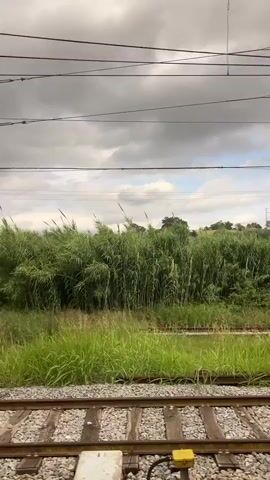 The video shows a view from a moving train. In the foreground, there are train tracks and ballast. Beyond the tracks is a dense growth of tall, green reeds or bamboo. Further in the distance, there are trees and rolling hills. Overhead, there are power lines and a cloudy sky. The train appears to be traveling through a rural or semi-rural landscape. There are no people visible in the video. The overall impression is one of travel through a verdant, somewhat overgrown area.