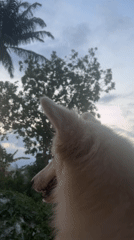 White Dog Photography Session Captured in Ikot Ekpene Nigeria