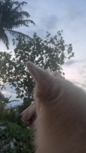 White Dog Photography Session Captured in Ikot Ekpene Nigeria
