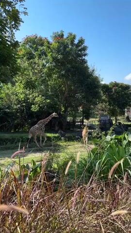 A tall giraffe with brown spots walks across a grassy area toward a safari-style vehicle parked in the background. A second, shorter giraffe stands behind the vehicle. Lush green trees and plants surround the animals and the vehicle, and the sky is clear and blue.