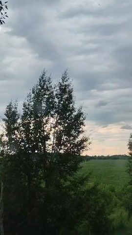 This is a still shot from a video, showcasing a rural landscape under a cloudy sky. The primary subjects are the natural elements: two large trees in the foreground, one on the left and another partially visible on the right, frame a wide expanse of green fields in the background. The sky is filled with heavy, grey clouds, suggesting overcast or approaching rain conditions. The time of day appears to be either early morning or late evening, given the soft, diffused light filtering through the clouds and casting a warm glow on the horizon.

There are no people or man-made objects visible in the frame, emphasizing the natural and serene setting. The activity, if any, is implied to be the gentle swaying of the trees and the movement of clouds. A few small dark specks, possibly birds, are visible in the sky, adding a subtle element of life to the scene.

The image evokes a sense of tranquility and natural beauty, characteristic of the Russian countryside, as indicated by the provided location context of Сокол, Russia. The overall mood is peaceful and slightly melancholic due to the cloudy sky. There is no visible text in the media file.