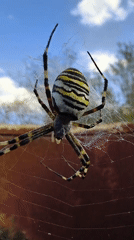 Backyard bugs, grazing cows, and a figurine-covered range hood
