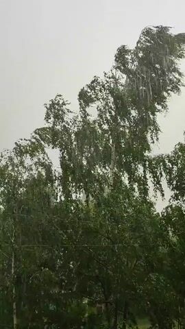 The video shows trees with green leaves swaying violently in the wind. The sky is overcast and appears to be a light gray color. The trees are dense with foliage and their branches are being whipped back and forth by the strong gusts. The overall impression is one of a strong windstorm or potentially a storm with high winds.