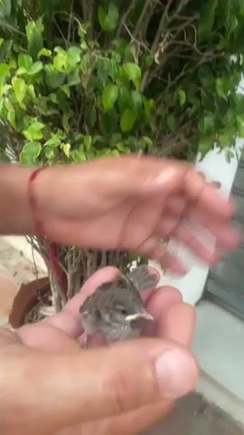 A person's hands hold a small bird. The bird struggles and then flies out of the hands, landing on the tiled ground. The person's hands are then shown on the ground, near the bird, as another person's feet are visible to the right. The background includes a potted plant and a closed garage door.