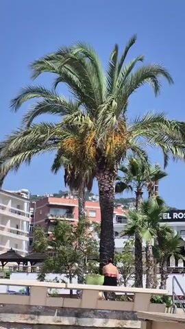 A person in dark shorts and a bare torso stands beneath a tall palm tree. They are partially obscured by the tree and are facing away from the camera. They are holding a light-colored container, possibly a bucket. In the background, there are several buildings, including a white building with balconies and an orange-toned building. There are other palm trees and some greenery. The sky is a clear blue. There is a low wall or railing in the foreground, and the scene appears to be outdoors, possibly near a pool or a beach area.