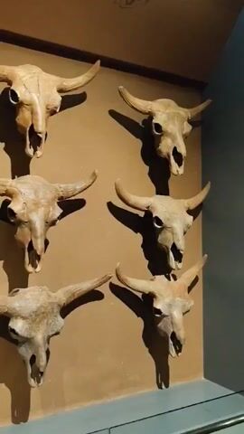 The video shows a wall display of numerous animal skulls, likely from cattle or similar bovines. The skulls are mounted on a light brown wall and are arranged in rows. The lighting appears to be artificial, with overhead fixtures casting shadows on the wall and skulls. A glass railing is visible in the foreground, separating the viewer from the display. Further down the hallway, a person is seen walking, dressed in casual clothing, and interacting with the exhibit. The environment appears to be an indoor museum or exhibition space.