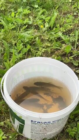 A white bucket filled with murky water and several small fish sits on the ground amidst green grass and foliage. The bucket has green lettering and text in a foreign language on its side. The fish, dark in color, are visible just below the surface of the water.