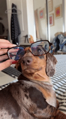 Person spends quiet evening with dachshund companion in LA