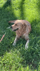 Golden retriever spotted relaxing in grassy field, Alanya