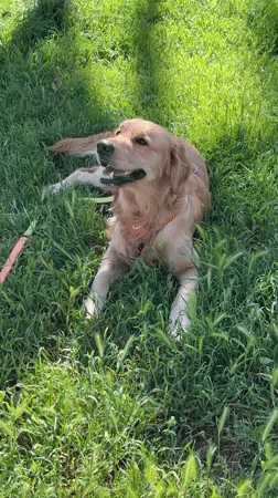 Golden retriever spotted relaxing in grassy field, Alanya